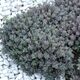 SEDUM SUNSPARKLER DAZZLEBERRY, image 