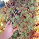 SEDUM SUNSPARKLER WILDFIRE, image 