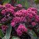 SEDUM SUPERSTAR, image 