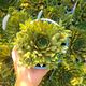 SEMPERVIVUM BIG SAM CORAL GRAY, image 