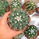 THELOCACTUS MATUDAE, image 