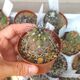 COPIAPOA WAGENKNECHTII, image 