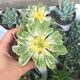 AEONIUM CASTELLO PAIVAE F. VARIEGATA SUNCUP, image 