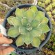 AGAVE POTATORUM CV. KICHIJOKAN LIME GREEN, image 