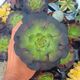 AEONIUM CORNISH ROSE, image 