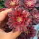 AEONIUM MARDI GRAS, image 