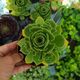 AEONIUM CANARIENSE, image 