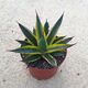 AGAVE SUN GLOW VARIEGATA, image 