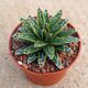 AGAVE VICTORIAE-REGINAE RING OF GOLD, image 