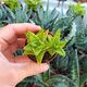 ALOE SQUARROSA, image 