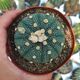 ASTROPHYTUM ASTERIAS (CITES APPENDIX I), image 