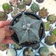 ASTROPHYTUM MYRIOSTIGMA, image 