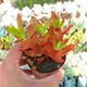 CRASSULA CAMPFIRE, image 