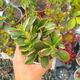 CRASSULA PORTULACEA VARIEGATA, image 