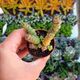 CRASSULA RUPESTRIS HOTTENTOT, image 