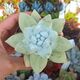 DUDLEYA PACHYPHYTUM, image 