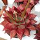 ECHEVERIA ATLAS, image 