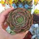 ECHEVERIA BROWN ROSE, image 