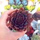 ECHEVERIA CHOCOLATE, image 