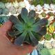 ECHEVERIA DIABLO STRENGTH, image 