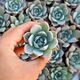 ECHEVERIA MEXICAN GIANT, image 