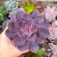 ECHEVERIA PERLE VON NURNBERG PURPLE PEARL, image 