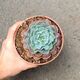 ECHEVERIA SWIRL, image 