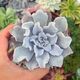 ECHEVERIA CRISPATE BEAUTY, image 