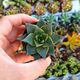 ECHEVERIA PURPUSORUM WHITE FORM HYBRID, image 