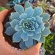 ECHEVERIA SECUNDA, image 