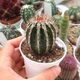 ECHINOPSIS CV. HAKU-JO MARU, image 