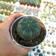 EUPHORBIA OBESA, image 