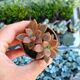 GRAPTOSEDUM BRONZE, image 