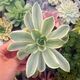 GRAPTOVERIA FRED IVES VARIEGATA, image 