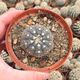 GYMNOCALYCIUM BODENBENDERIANUM, image 