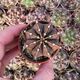 GYMNOCALYCIUM MIHANOVICHII, image 