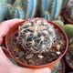 GYMNOCALYCIUM SPEGAZZINII V. PUNILLENSE, image 