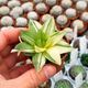 HAWORTHIA CYMBIFORMIS VARIEGATA, image 