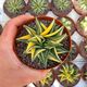 HAWORTHIA LIMIFOLIA F. SPIRALIS VARIEGATA, image 
