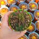 HAWORTHIA TORTUOSA, image 