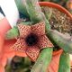 HUERNIA PENDURATA, image 