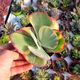 KALANCHOE THYRSIFLORA VARIEGATA, image 