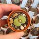 LITHOPS FULVICEPS AUREA C363, image 