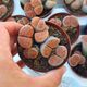 LITHOPS KARASMONTANA SIGNALBERG FORM C065, image 