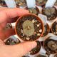 LITHOPS SCHWANTESII C143B, image 