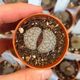 LITHOPS SCHWANTESII VAR. URIKOSENSIS C075, image 