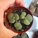 LITHOPS FULVICEPS AUREA, image 