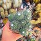 MAMMILLARIA SPINOSISSIMA UN PICO, image 