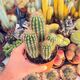 PILOSOCEREUS GOUNELLEI, image 