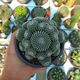 REBUTIA KRAINZIANA, image 